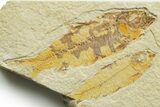 Limestone with Two Fossil Fish (Knightia) - Wyoming #363816-1